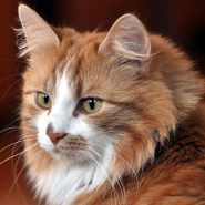 cat-adoption-1-image