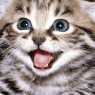 cat-adoption-2-image