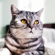 cat-adoption-3-image
