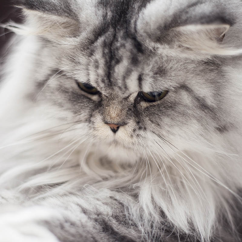 cat-adoption-4-image