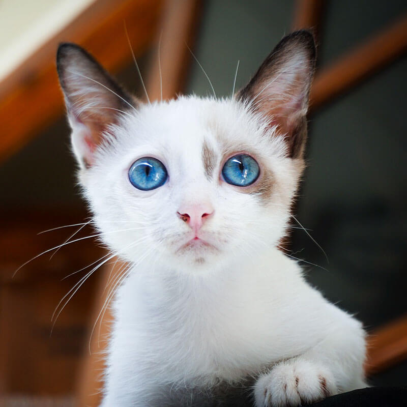 cat-adoption-5-image