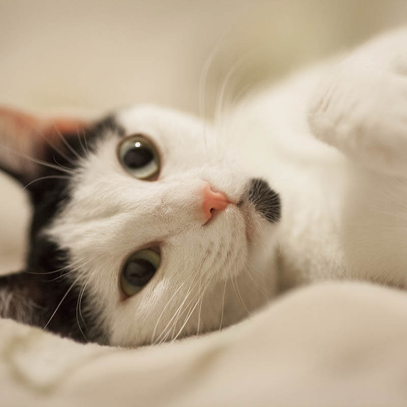 cat-adoption-6-image