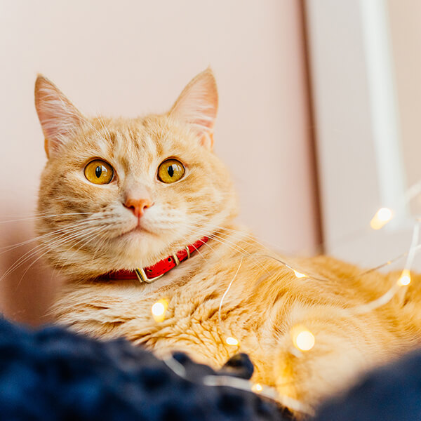 cat-adoption-7-image