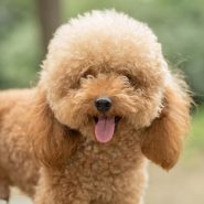 dog-adoption-1-image
