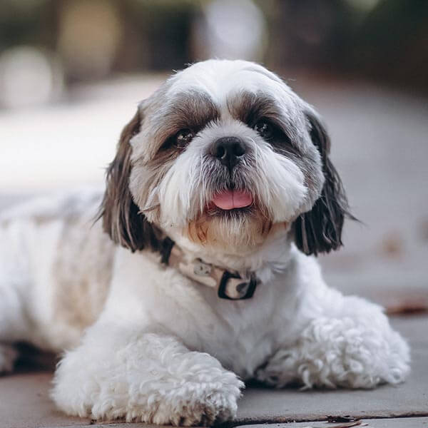 dog-adoption-10-image