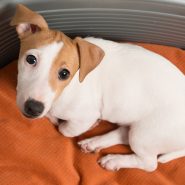 dog-adoption-2-image