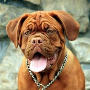 dog-adoption-3-image