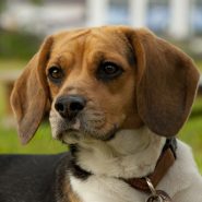 dog-adoption-4-image