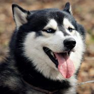 dog-adoption-5-image
