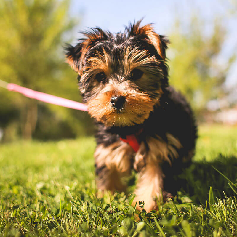dog-adoption-7-image