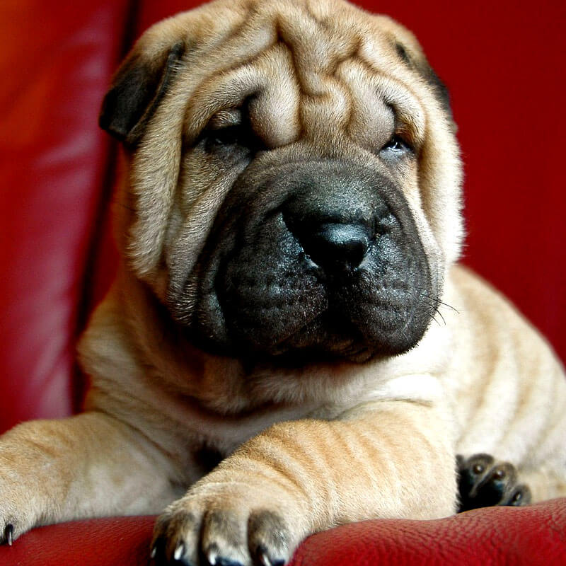 dog-adoption-8-image