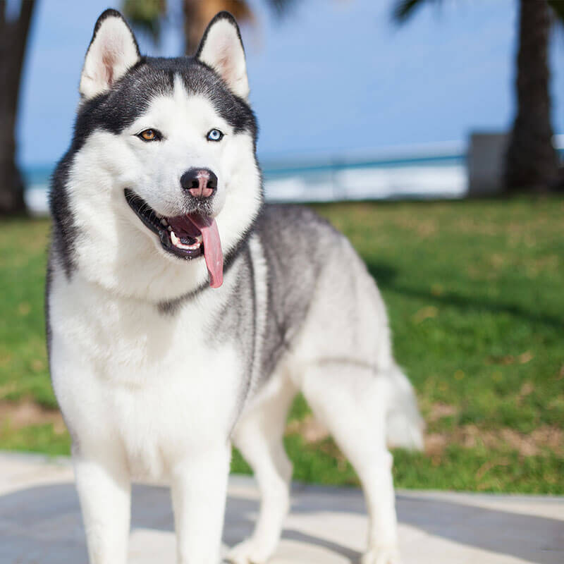 dog-adoption-9-image