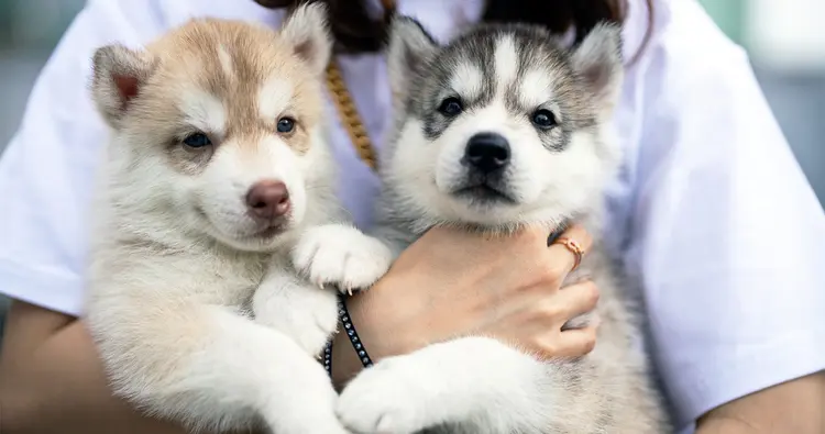 adopting-puppies-in-pairs-image