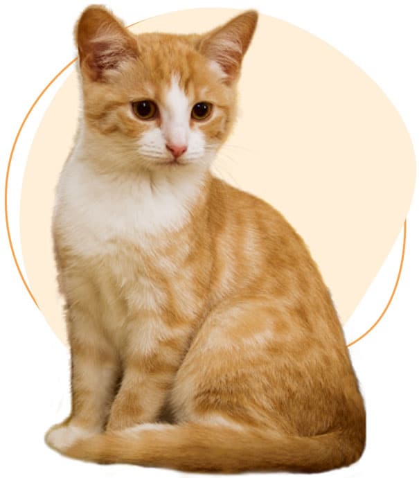 cat-2-image