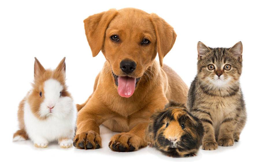 dogs_cats_rabbits_pets_image