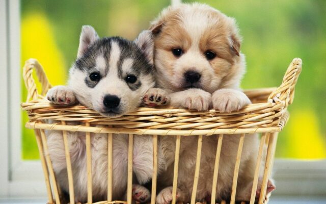 Pet Adoption Website